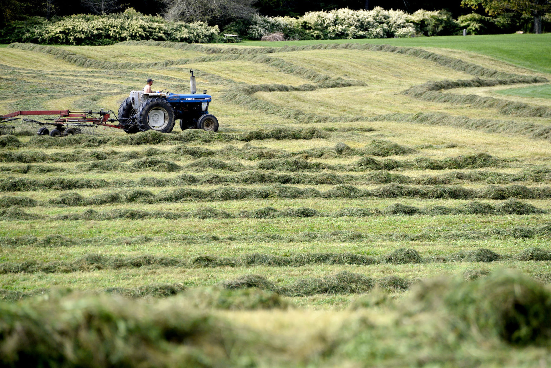 Haying fever